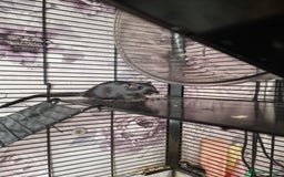 Gerbil rodents for sale: 2 beautiful gerbils for sale with cage - Image 3