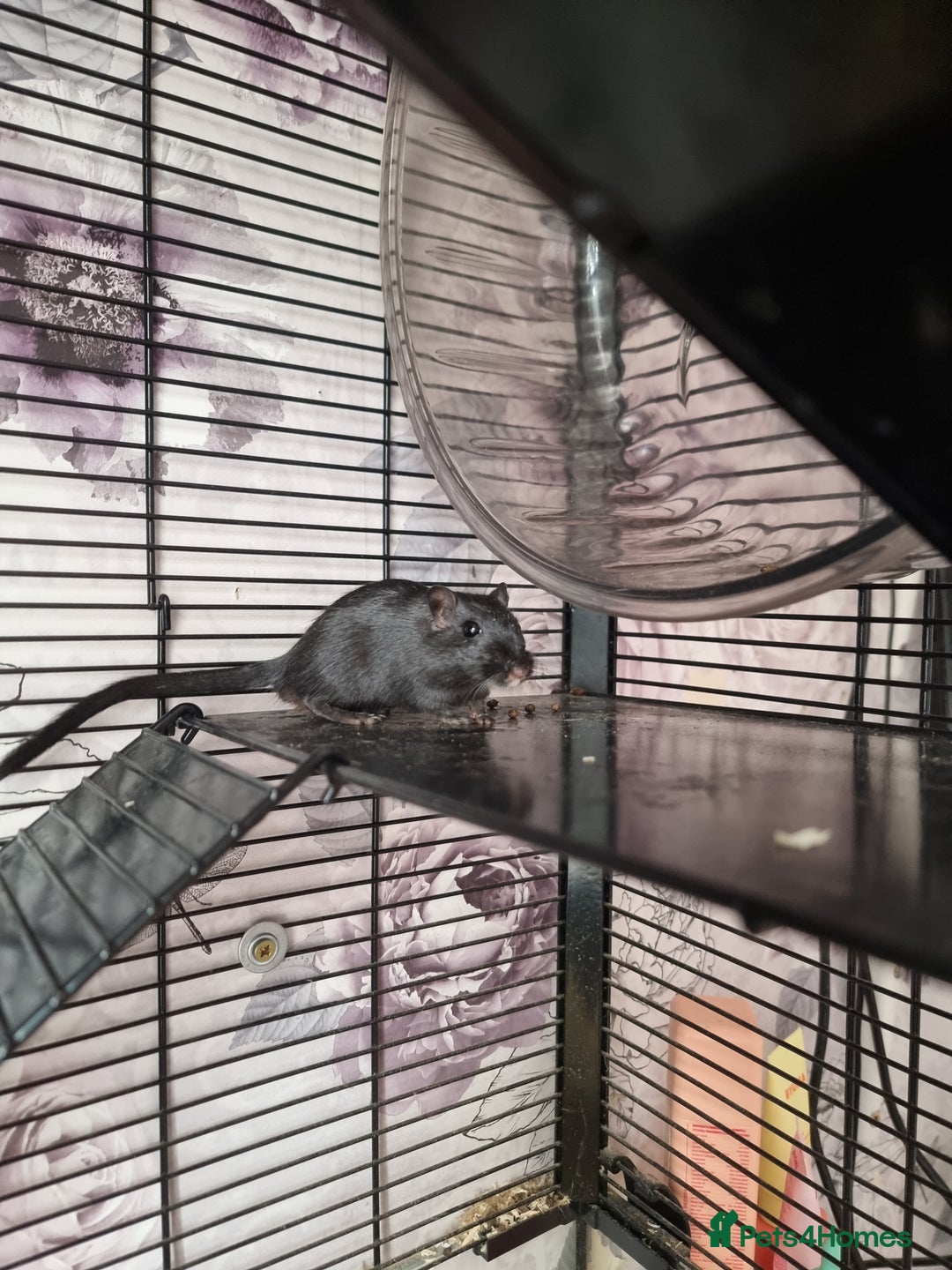 Gerbil rodents for sale: 2 beautiful gerbils for sale with cage - Image 3