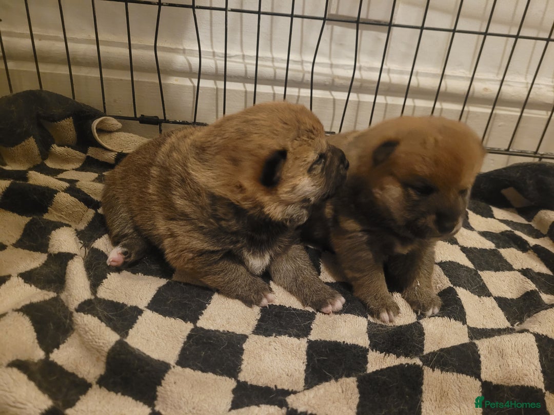 Japanese Shiba Inu dogs for sale: for sale  - Advert 5