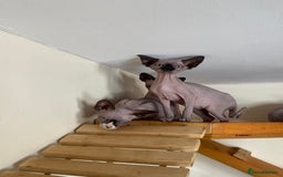 Sphynx cats for sale: Tica registered Sphynx  - Image 13