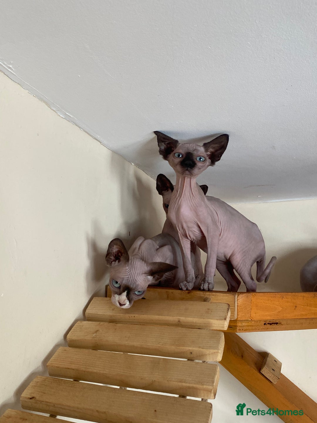Sphynx cats for sale: Tica registered Sphynx  - Image 13