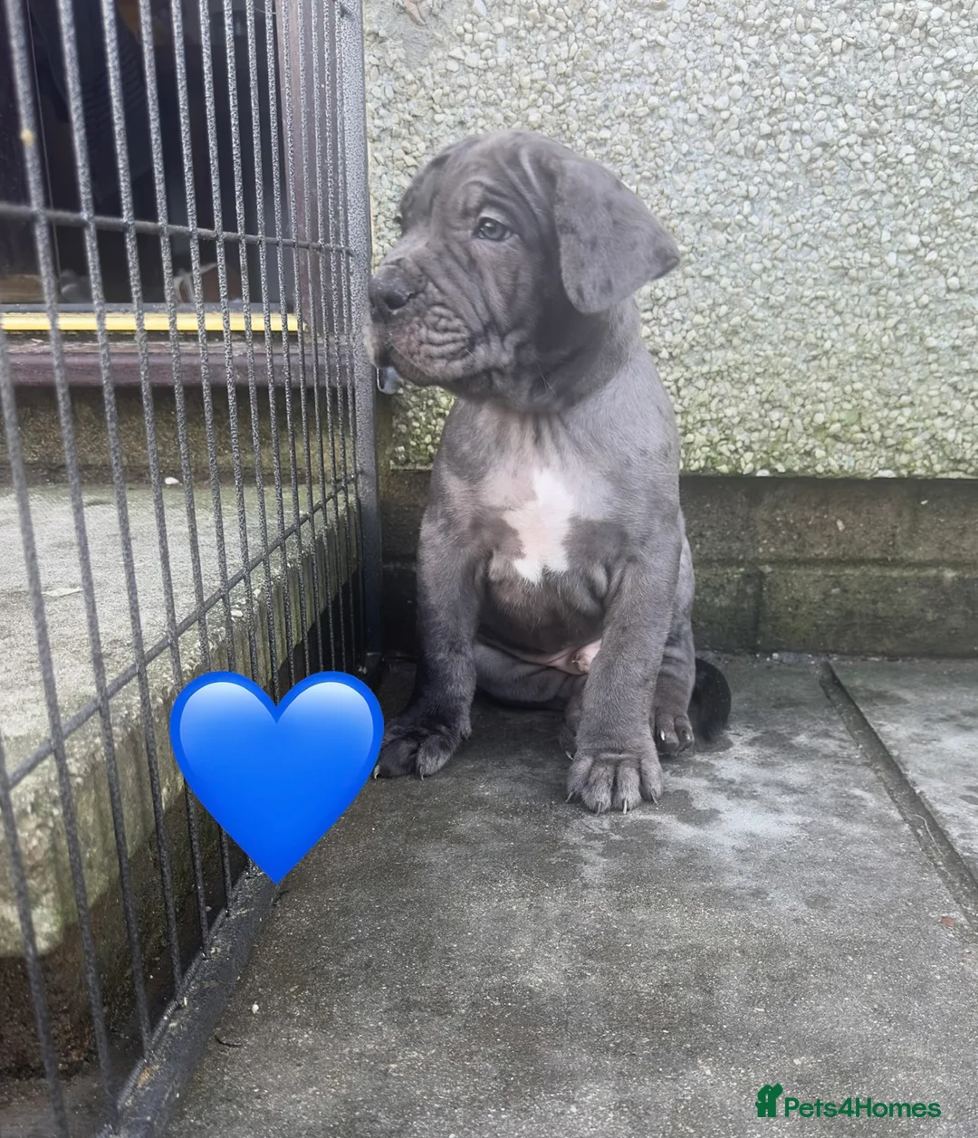 Mixed Breed dogs for sale: Presa X Neo puppies R2G! last available female  - Advert 14
