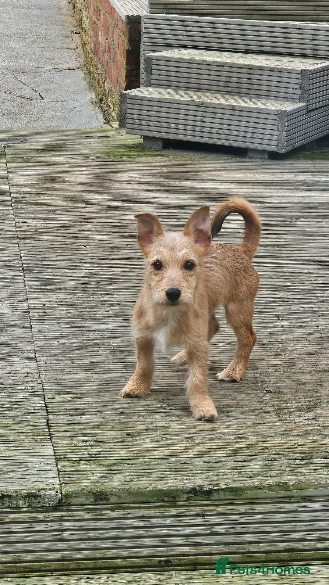 Mixed Breed dogs for sale: Jack Chi - Advert 2