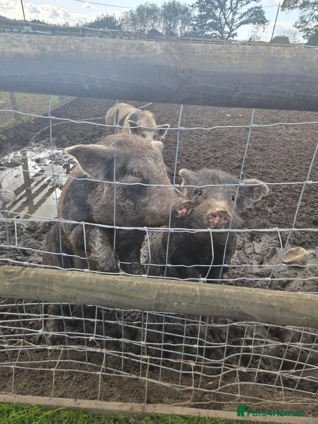 Pig livestock for sale:  good home - Advert 3