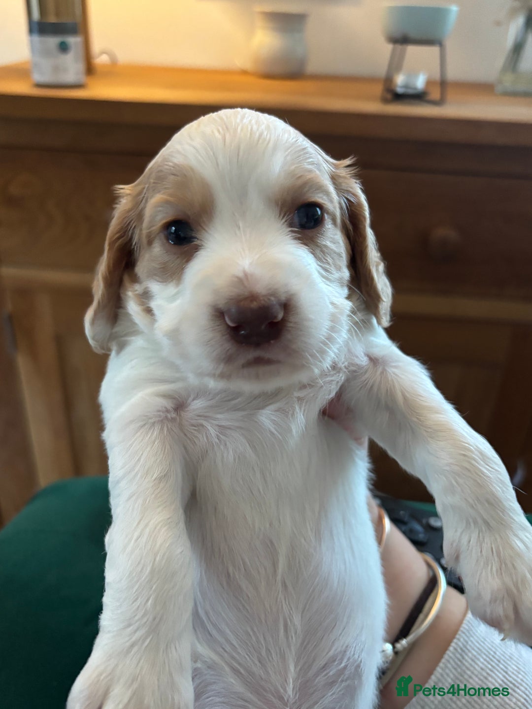 Cocker Spaniel dogs for sale: 5 beautiful working cocker spaniels 3 boys 2 girls - Image 9