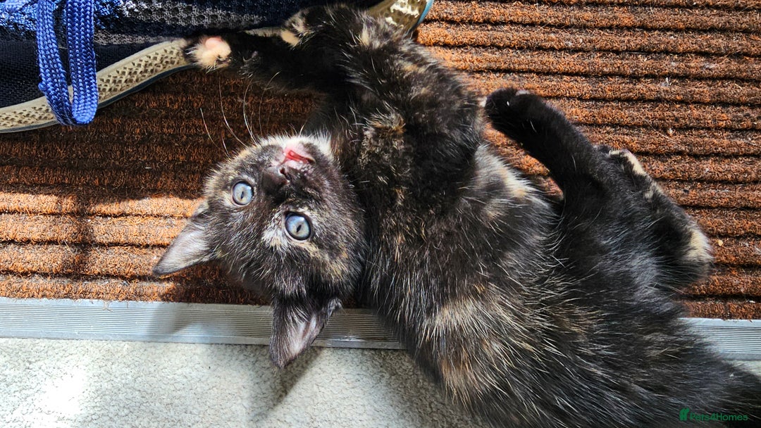 British Shorthair cats for sale: 4 Beautiful Kittens - Image 3