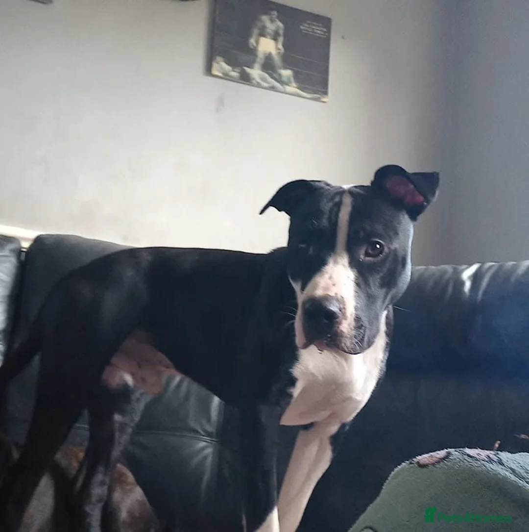 Staffordshire Bull Terrier dogs for sale: Male staffy in Wallsend - Advert 2