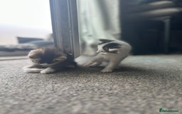 Mixed Breed cats for sale: 5 beautiful mixed breed kittens!! - Image 5