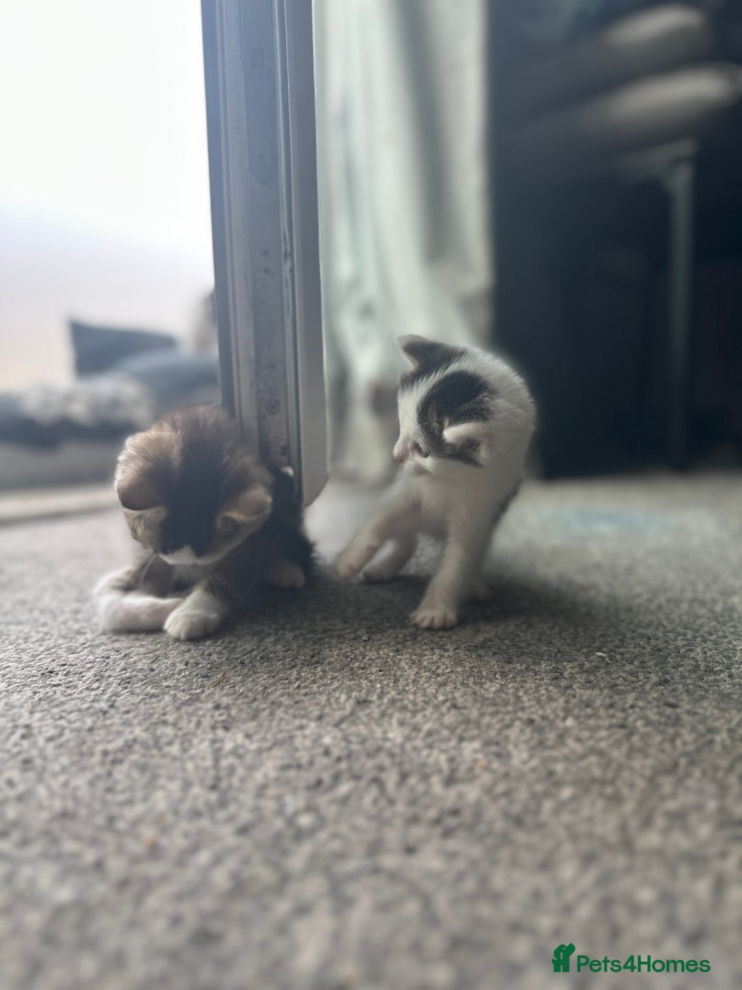 Mixed Breed cats for sale: 5 beautiful mixed breed kittens!! - Image 5