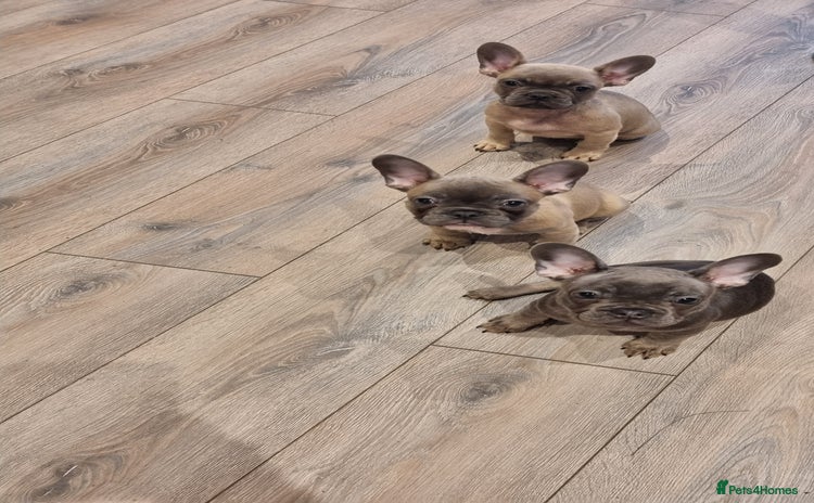 French Bulldog dogs - Advert 3