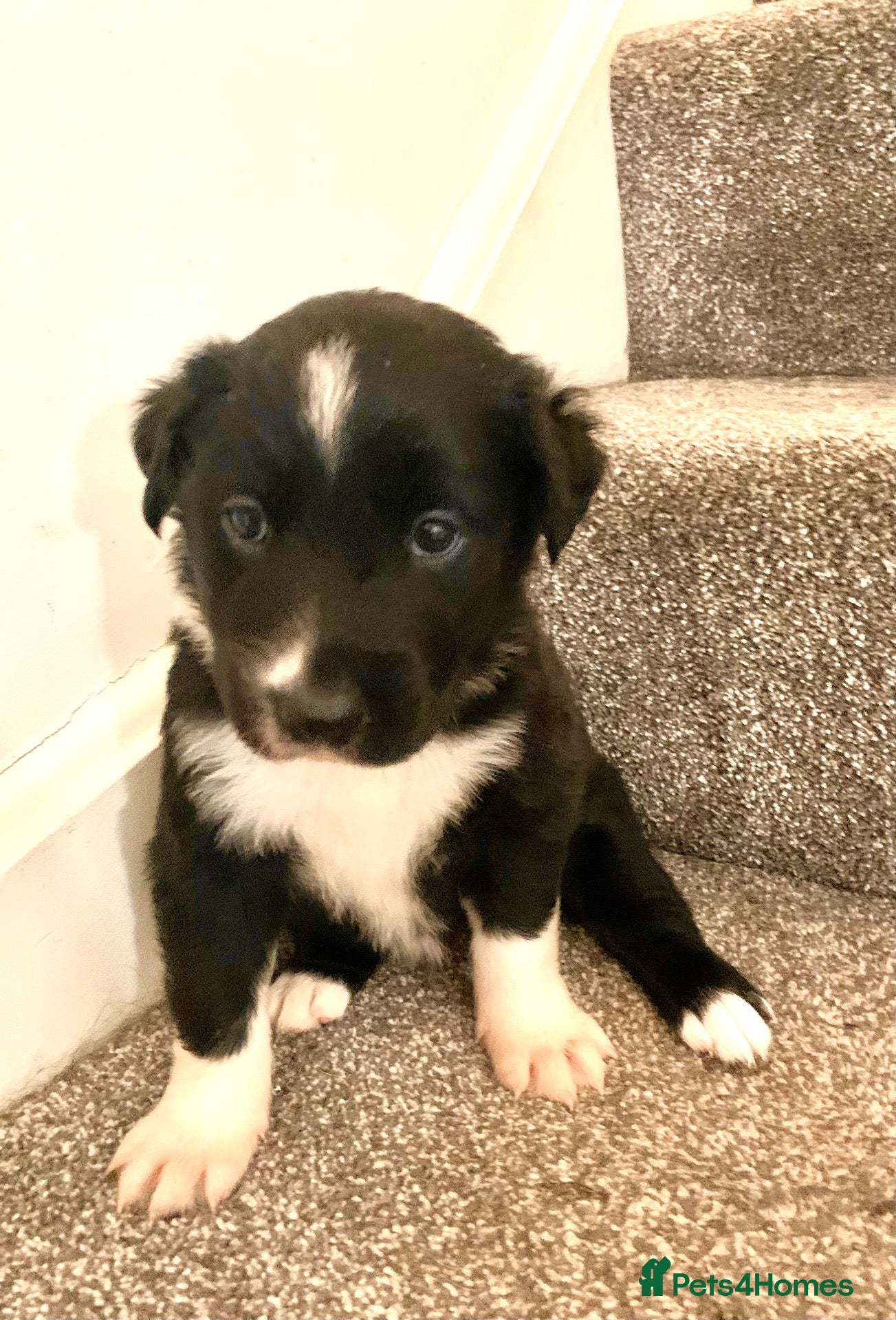 Border Collie dogs Pure border collie pups - Advert 17