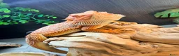 Bearded Dragon reptiles for sale: Bearded dragon in Telford - Advert 2