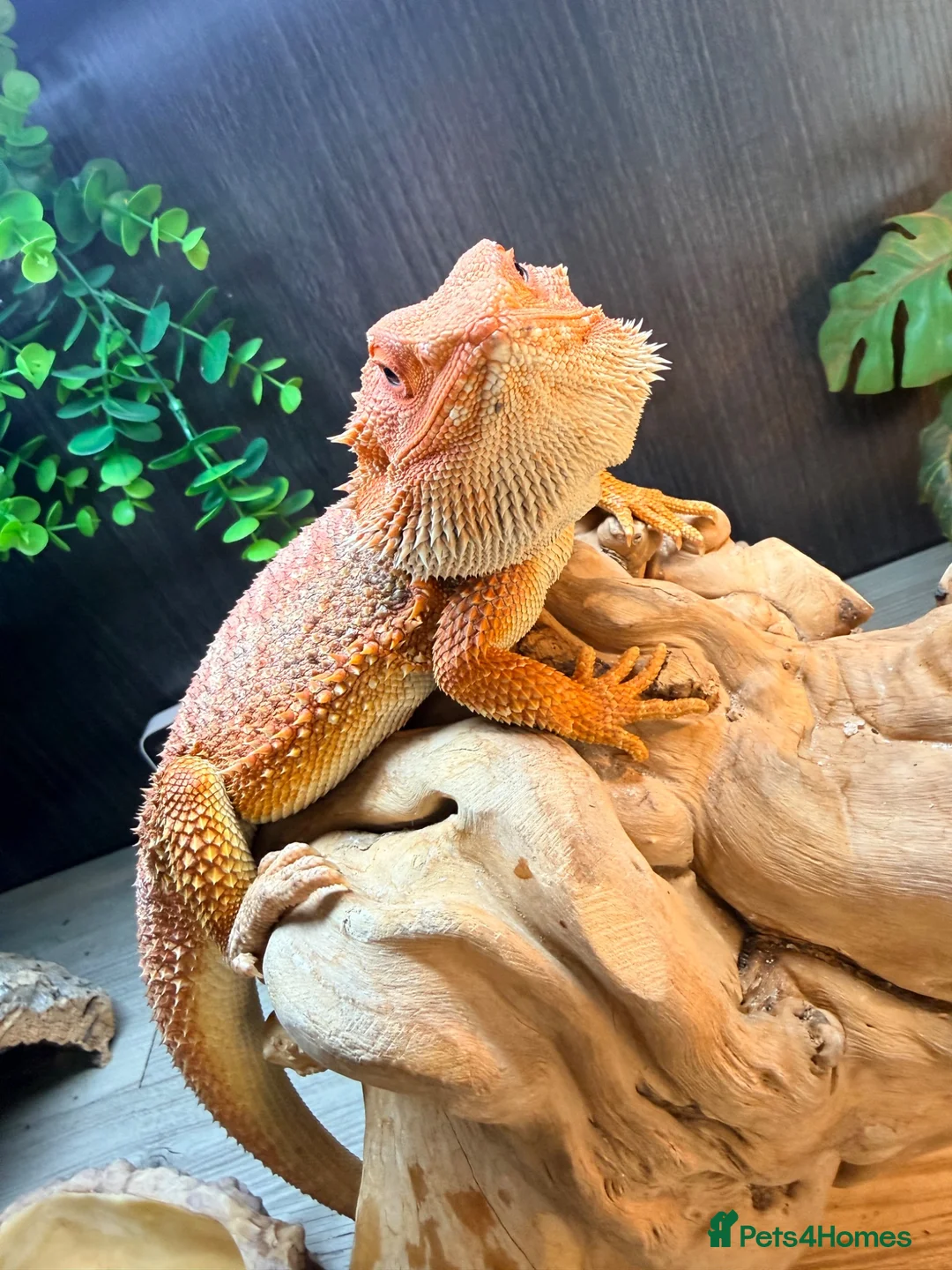 Bearded Dragon reptiles for sale: Bearded dragon in Telford - Advert 2