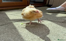 Chickens poultry for sale: 15 week old Cockerel for sale - Image 4