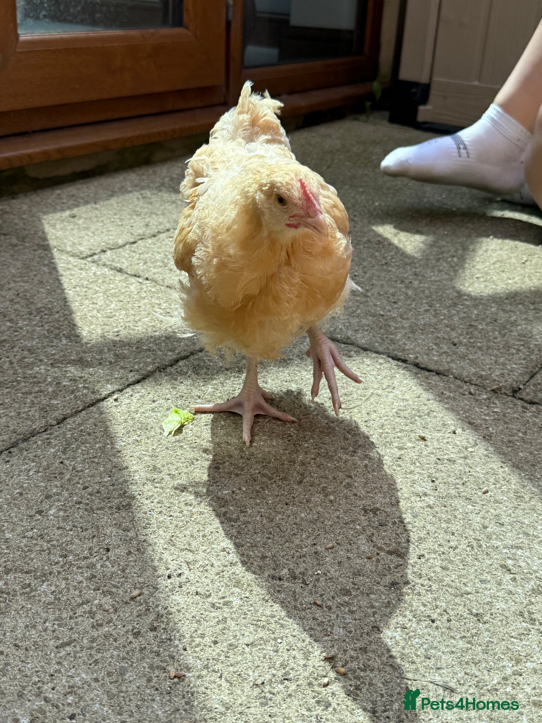 Chickens poultry for sale: 15 week old Cockerel for sale - Image 4