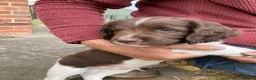 English Springer Spaniel dogs for sale: KC Reg Liver and White English Springer Spaniels - Advert 1
