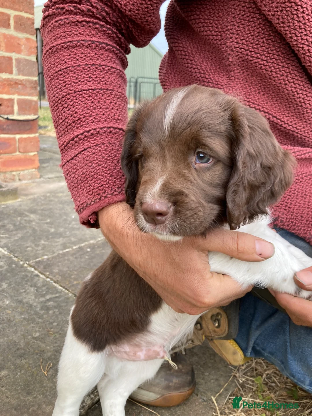 English Springer Spaniel dogs for sale: KC Reg Liver and White English Springer Spaniels - Advert 1
