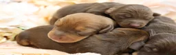 Miniature Dachshund dogs for sale: KC Miniature Dachshund Puppies - Advert 15