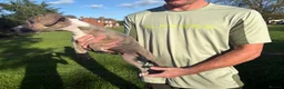 Whippet dogs for sale: Exceptional litter of KC whippets - Advert 9