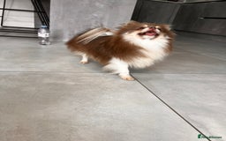 Pomeranian dogs for sale: Gorgeous Lilac Pomeranian Girl  - Image 4