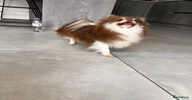 Pomeranian dogs - Advert 1
