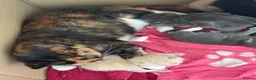 Mixed Breed cats for sale: Five beautiful kittens  - Advert 2