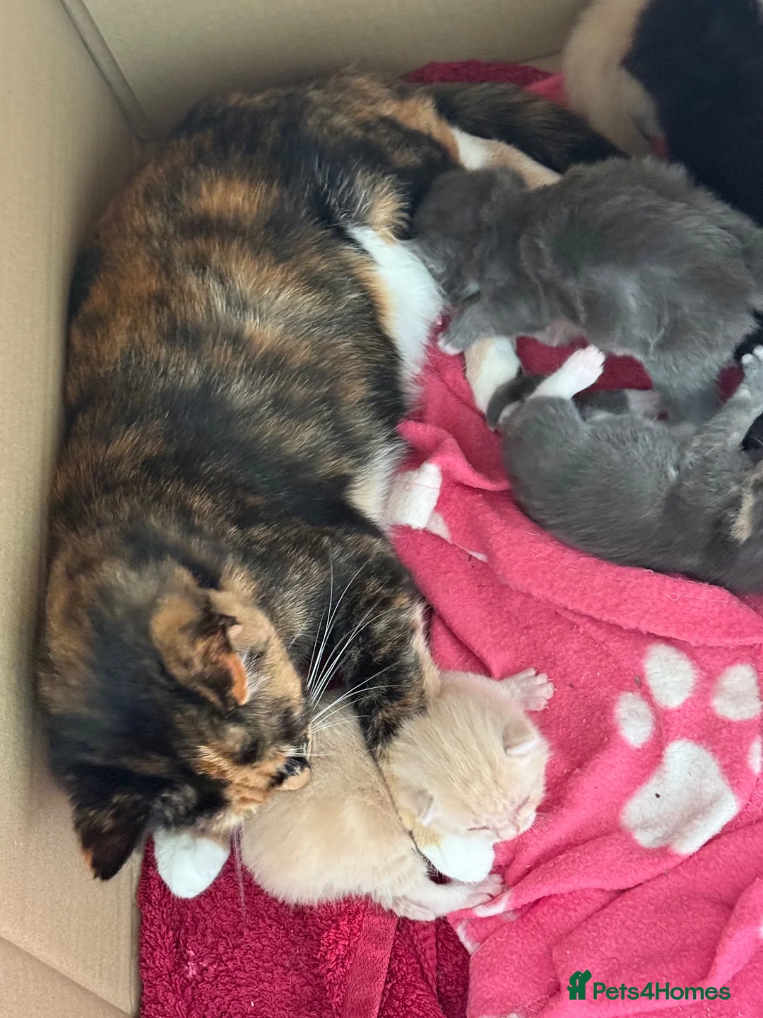 Mixed Breed cats for sale: Five beautiful kittens  - Advert 2