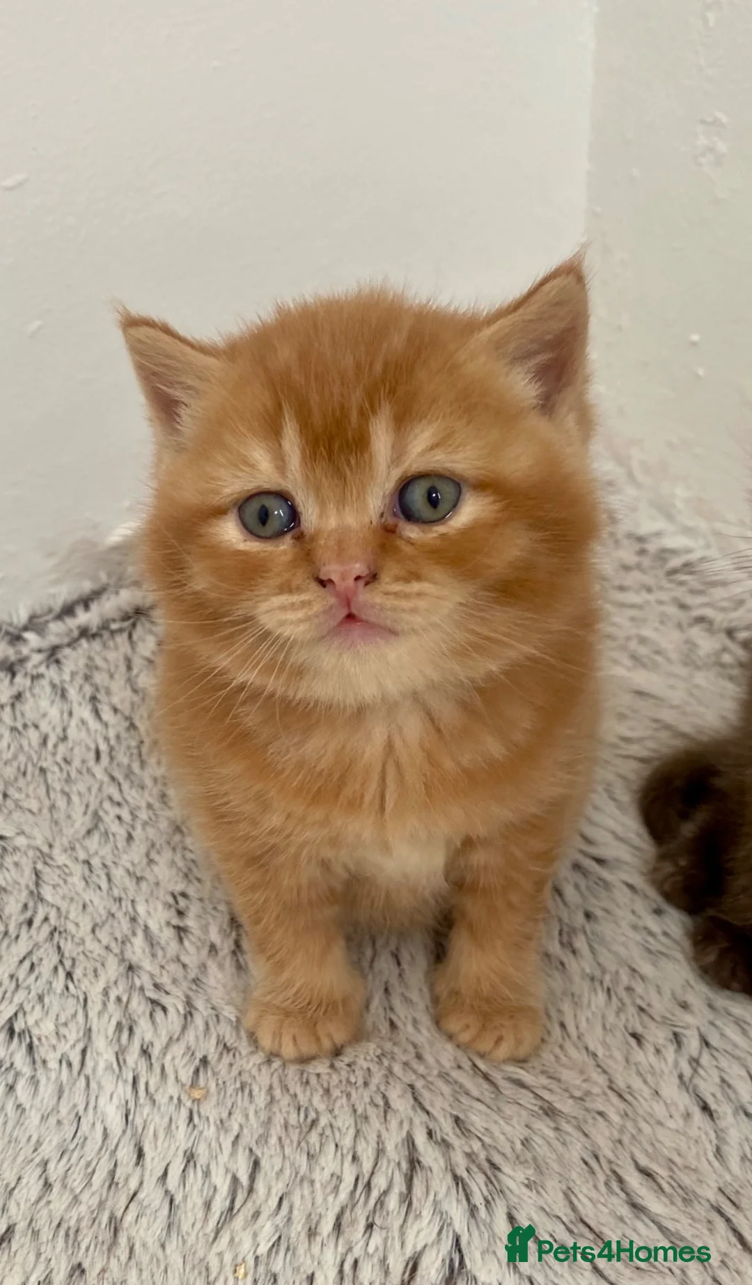 British Shorthair cats for sale: British Shorthair Kitten in Saltash - Advert 1