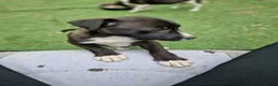 Mixed Breed dogs for sale: Puppies - Advert 2