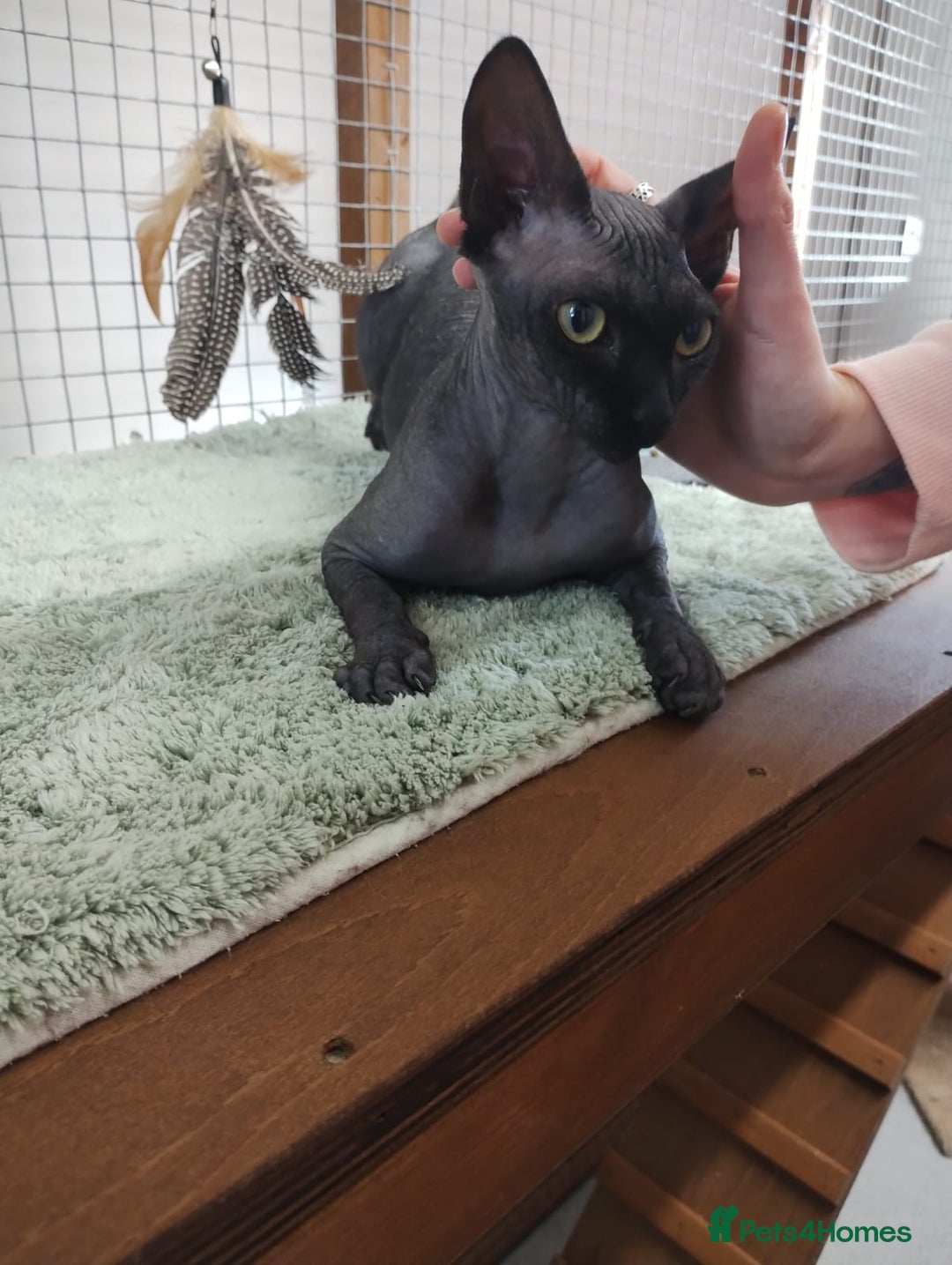 Sphynx cats for sale: Sphynx female 10 months old - Advert 3