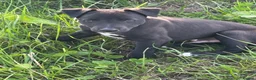 Whippet dogs for sale: Summer’s lovely puppies  - Advert 8