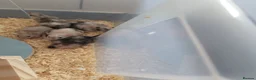 Mouse rodents for sale: Mice for sale  - Advert 7