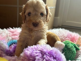 Cockapoo dogs - Advert 18