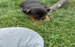 Mixed Breed dogs for sale: Jack Russell Black and Tan terrier puppies  - Image 14