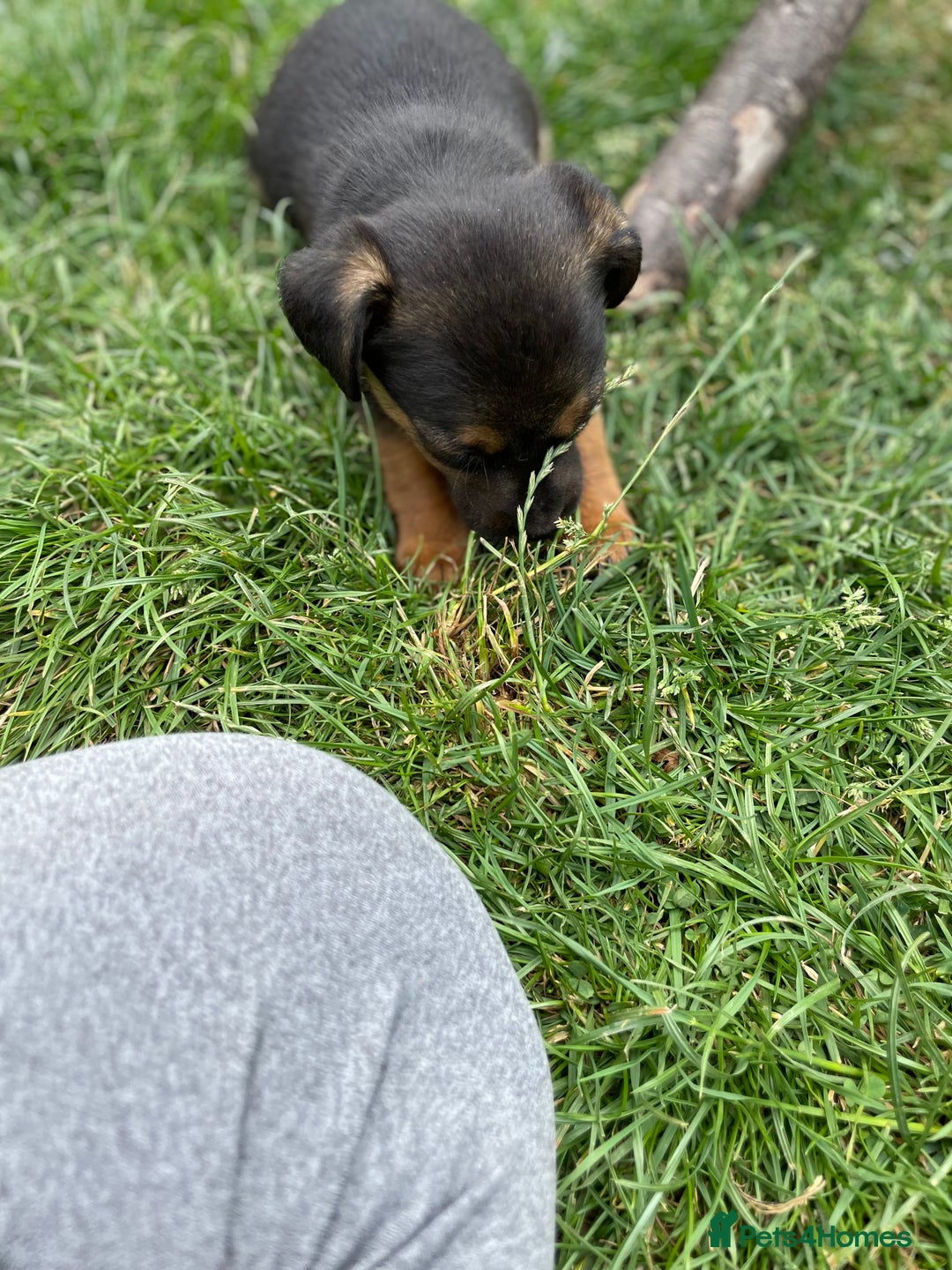Mixed Breed dogs for sale: Jack Russell Black and Tan terrier puppies  - Image 14