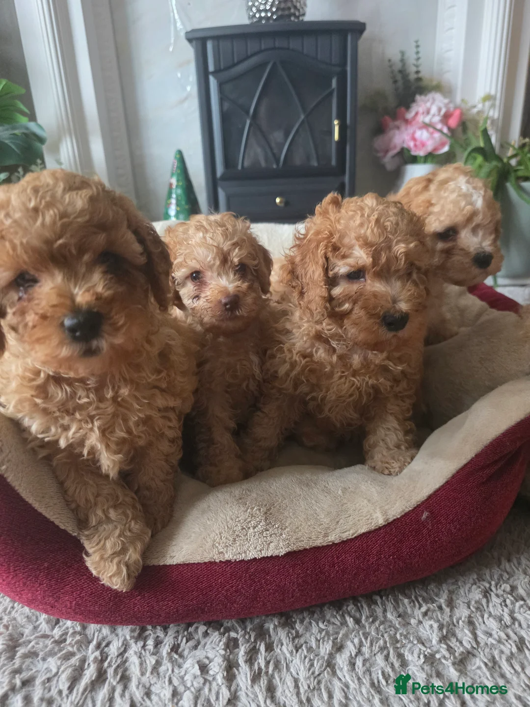 Cockapoo dogs for sale: Cream Cockapoo puppies - Advert 14