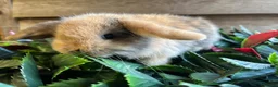 Mini Lop rabbits for sale: Gorgeous pure Mini lops  - Advert 13