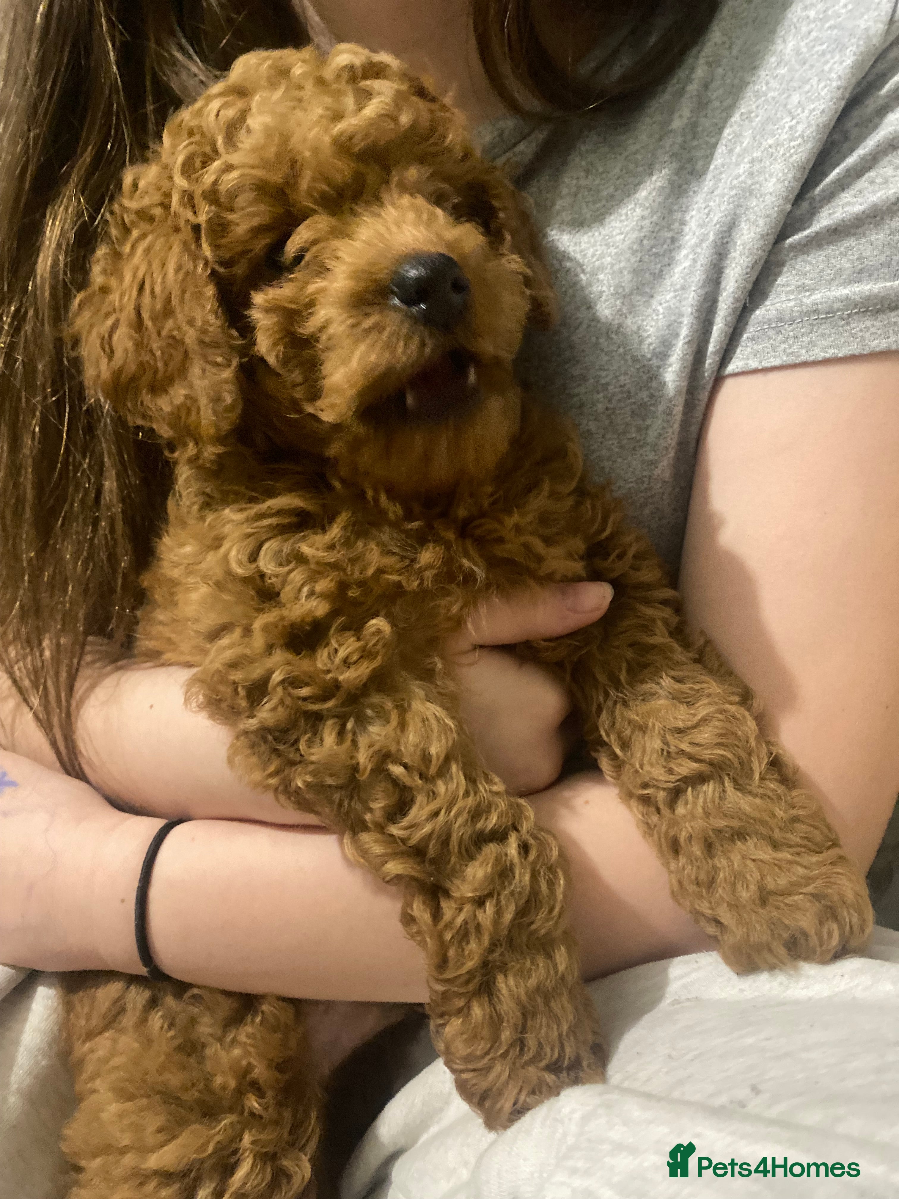 Cavapoo dogs Beautiful Cavapoo pup - Advert 1