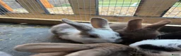 Mixed Breed rabbits for sale: 6 beautiful bunnies ✨✨ - Advert 6