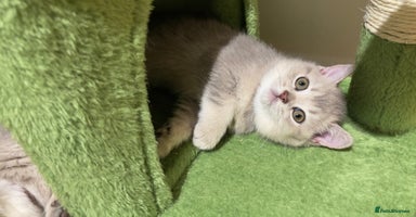 British Shorthair cats - Advert 4