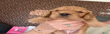 Asante 