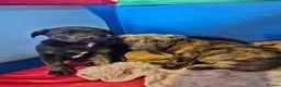 Bandog dogs for sale: 4 Beautiful Mastiff cross American bulldogs  in Darwen - Advert 9