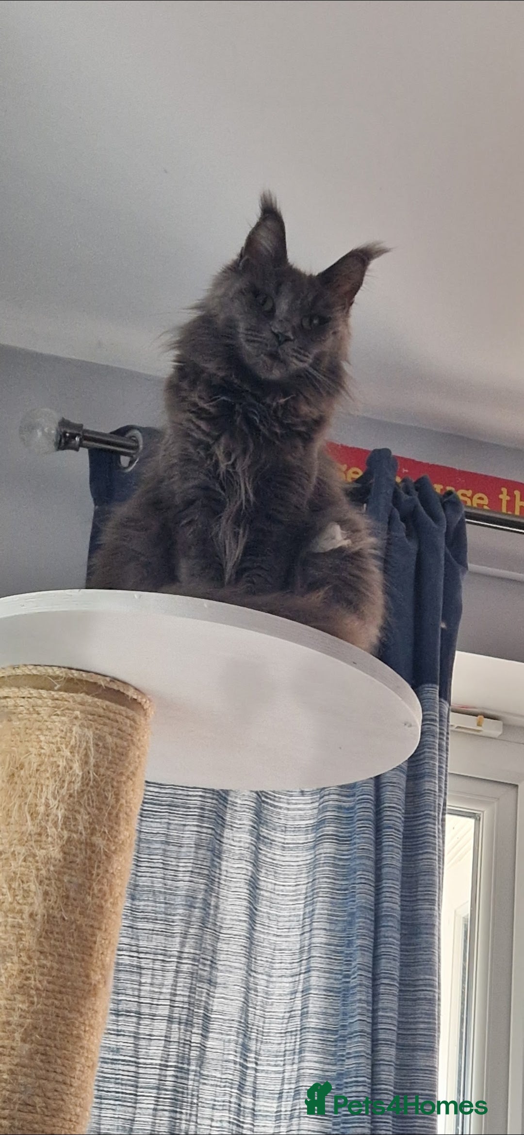 Maine Coon cats for sale: Gccf Beautiful  blue Maine Coon  - Advert 5