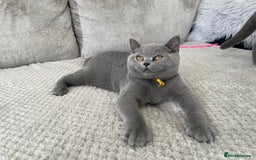 British Shorthair cats for sale: 🔥💗 BLUE FEMALE KITTEN READY NOW 💗🔥 - Image 2