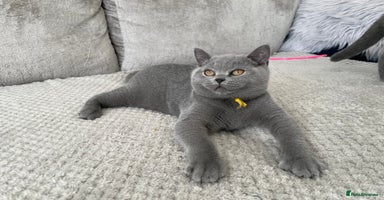 British Shorthair cats - Advert 9