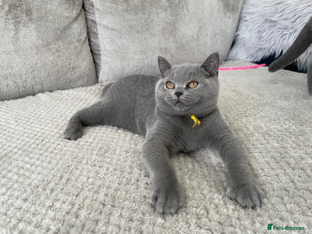British Shorthair cats for sale: 🔥💗 BLUE FEMALE KITTEN READY NOW 💗🔥 - Image 2