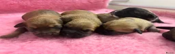 Mixed Breed dogs for sale: F1 Cairndoodle Puppies  - Advert 3
