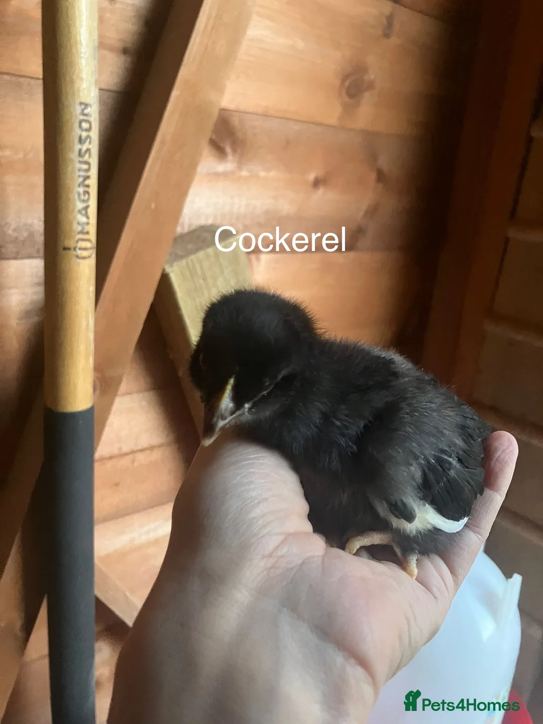 Chickens poultry for sale: French copper marans chick - Advert 1