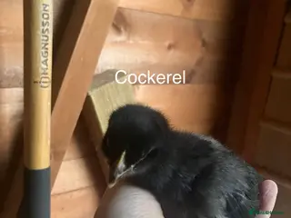 Chickens poultry French copper marans chick - Advert 12