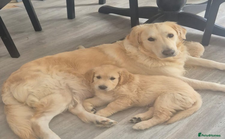 Golden Retriever dogs - Advert 8